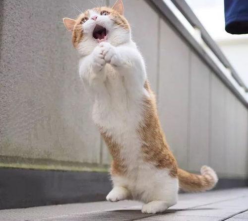 日本网红兄妹图片,镜头下的温馨日常